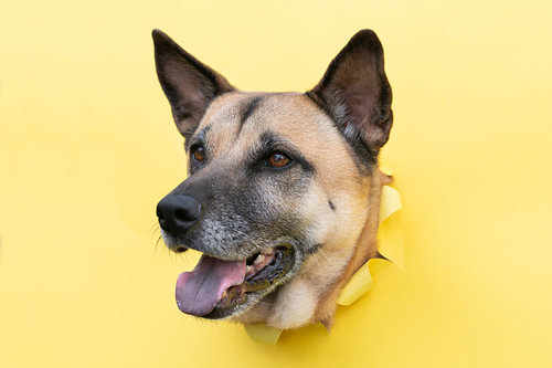 Un chien curieux sur Ulrike Leone
