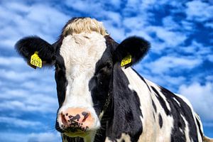 Portrait d'une vache curieuse