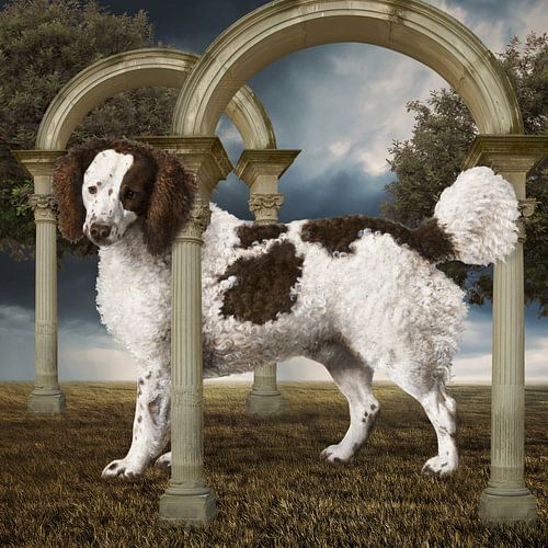 The Water Spaniel