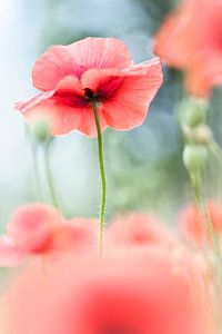 Die Schönheit einer zarten Mohnblume