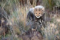 Nieuwsgierig cheetah welpje