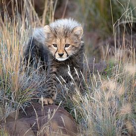 Neugieriges Gepardenjunges von Jos van Bommel