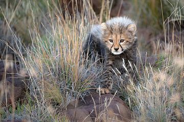 Curious cheetah cub