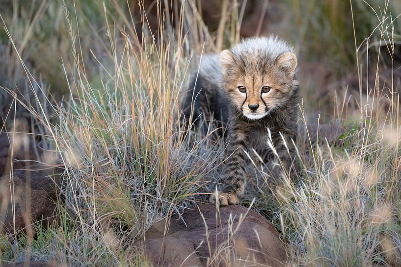 Nieuwsgierig cheetah welpje van Jos van Bommel