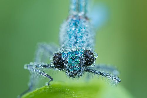 Macro Dauwdruppels op libel