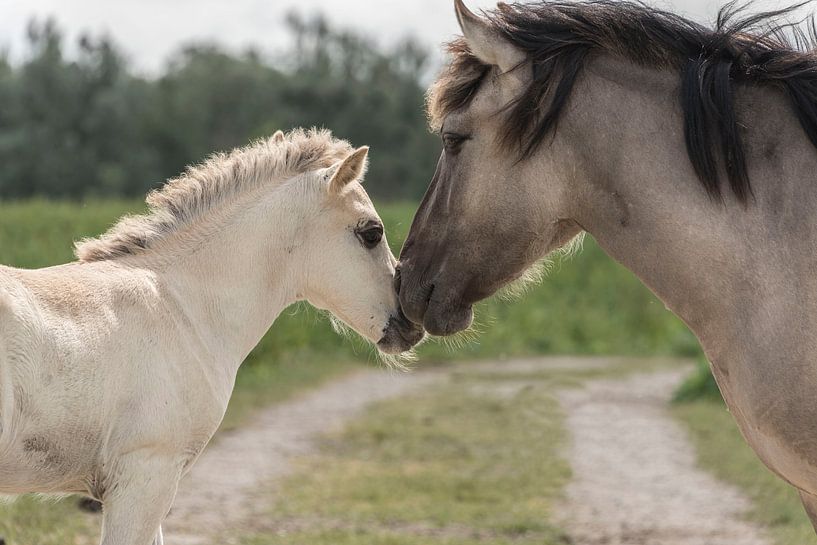Horse with foal by Ans Bastiaanssen