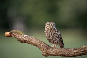 Steenuil, Athene Noctua van Gert Hilbink