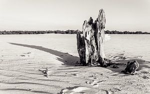 Tree trunk in Drunen Dunes von Bas Wolfs