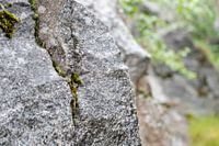 Stilte in Structuur – Zweedse Natuur van Dichtbij Nordic Details 010