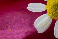 Macro d'une fleur sur un fond abstrait