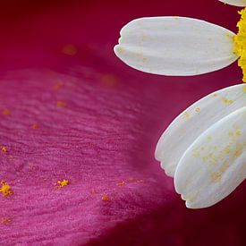 Macro d'une fleur sur un fond abstrait sur Stefan Zwijsen