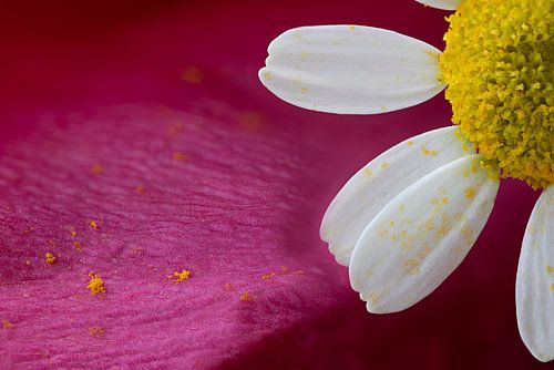 Macro van een bloem tegen abstracte achtergrond