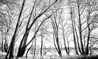 Elbe coastal forest by Kirsten Warner thumbnail