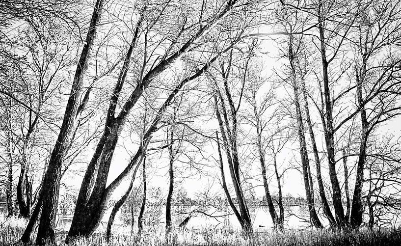 Elbe coastal forest by Kirsten Warner