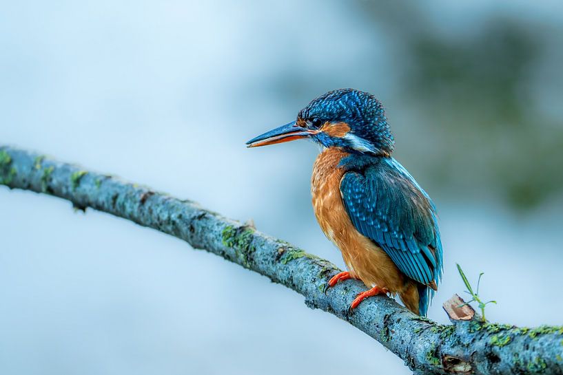 Kingfisher on branch by Gianni Argese