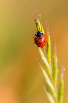 Ladybird with dewdrops