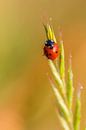 Ladybird with dewdrops by Daniela Beyer thumbnail