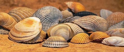 Shells