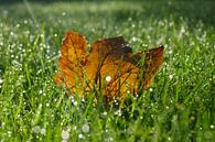 Feuille d'automne dans l'herbe par Michel van Kooten Aperçu