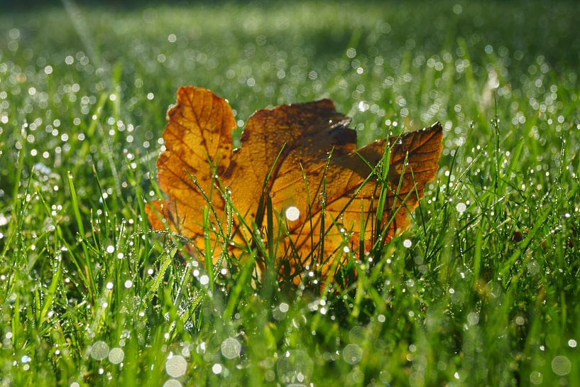 Herfstblad in gras van Michel van Kooten