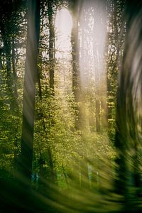 Bois de Hal - 'La Forêt Bleue'