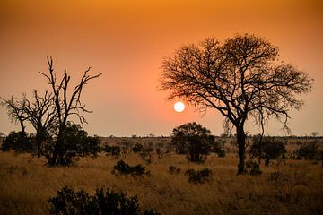 Savanne bij zonsondergang van Photo By Nelis