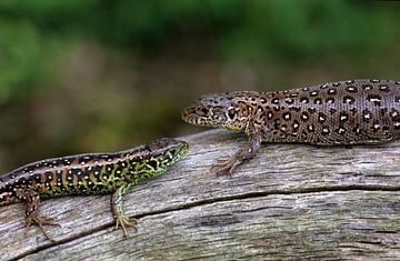 Reptielen, Zandhagedis van Paul van Gaalen, natuurfotograaf