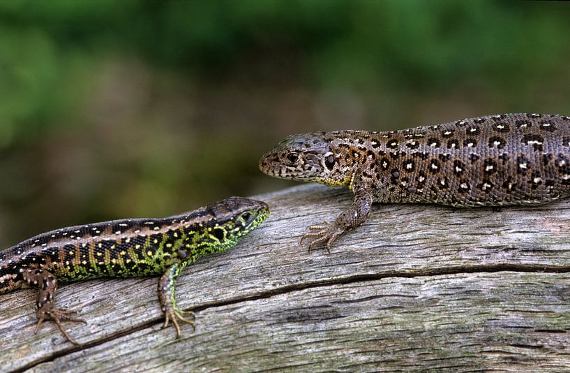Reptiles, Sand lizard by Paul van Gaalen, natuurfotograaf