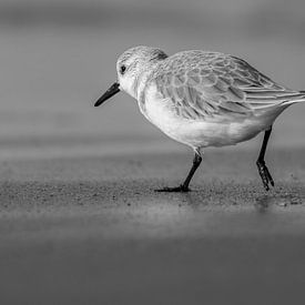 Sanderling on the beach by Rik Verslype