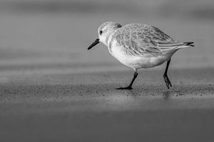 Sanderling am Strand