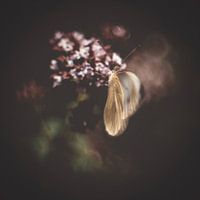 Butterfly on oregano