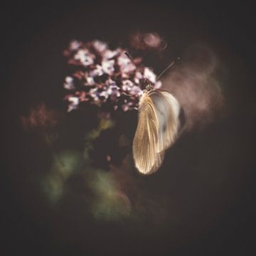 Vlinder op de Oregano van Tanja Tarras