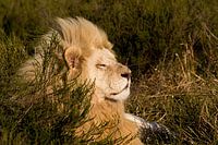 White lion in the sun
