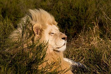 Witte leeuw in het zonnetje van John Stijnman