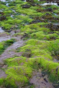 Seaweed