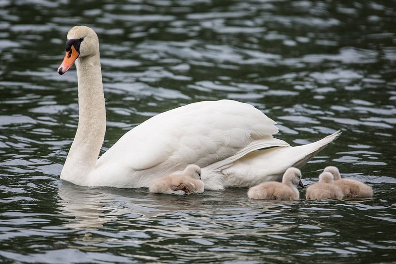 new life by Bart Liesenborgs