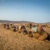 Camels in Desert van Julian Buijzen