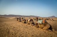 Kamele in der Wüste von Julian Buijzen Miniaturansicht