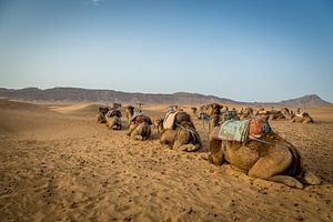 Camels in Desert van Julian Buijzen