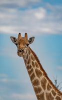 Grote Afrikaanse giraffe in Namibië, Afrika