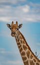 Grote Afrikaanse giraffe in Namibië, Afrika van Patrick Groß thumbnail