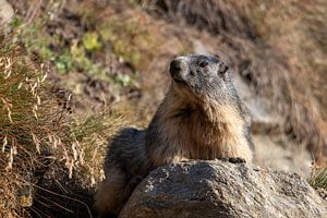 Alpenmarmot op een steen in Italië van Bjorn Donnars