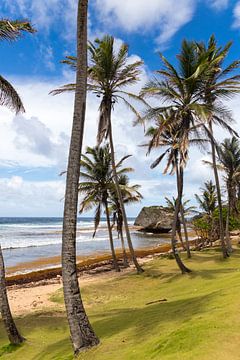 Kust Barbados von Elly Damen