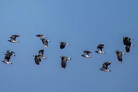 Een zwerm Kievits in vlucht. van Brian Morgan