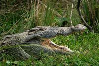 Krokodil am Nil - Der stille Jäger der Murchison Falls