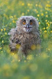 Europäischer Uhu (Bubo bubo) von Ronald Pol