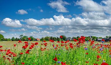 Au bord d'une prairie, coquelicots et bleuets, Egmond-binnen, , Hollande septentrionale sur Rene van der Meer