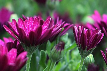 The Purle Daisies van Cornelis (Cees) Cornelissen