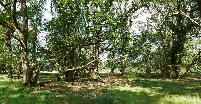 Landstriche in Kniphorstbosch im Panorama von Wim vd Neut