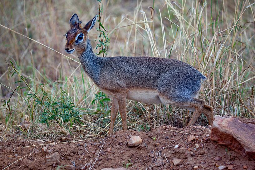 Dik Dik by Peter Michel